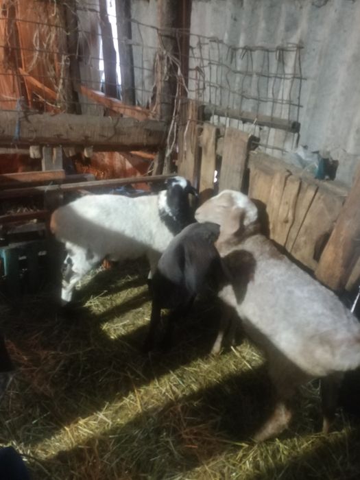 Продам кошкаров на племя