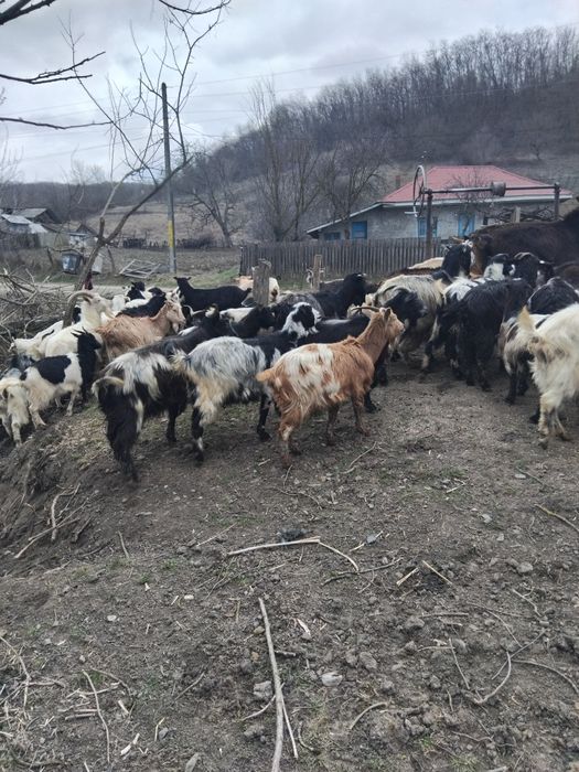 Vând 40 de capre fatate si nefatate 600 lei negociabil