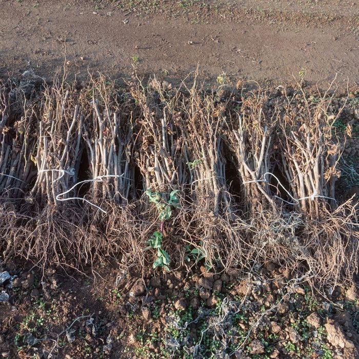 Koʻchatlar sotiladi