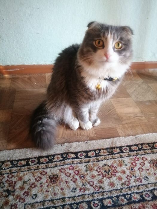 Вислоухии котенок бесплатно