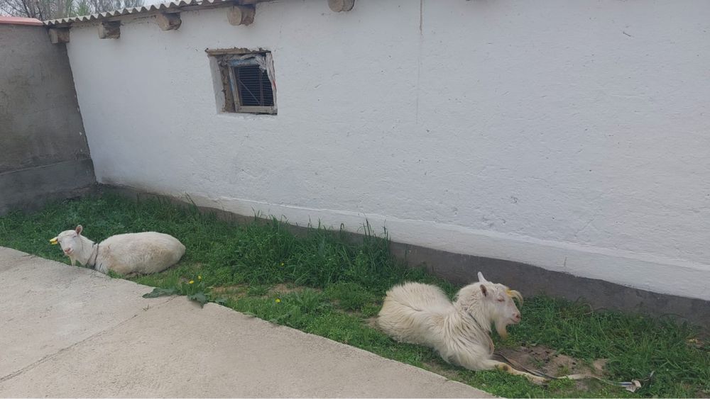 Орыс ешкі сатылады Сүтті