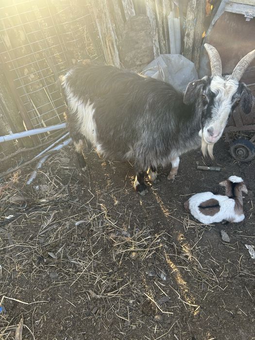 Vand 2 capre si 1 tap