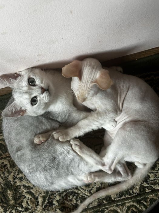 Продам кошек пародистые