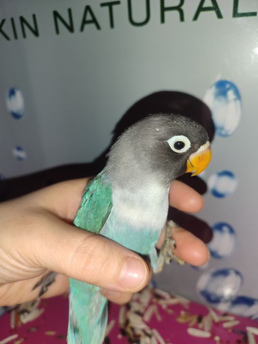 Ruchnoy totilar sotiladi donasi 200mindan