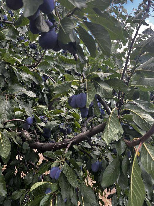 Prune pentru tuica