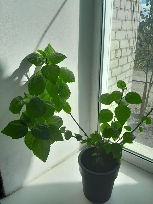 Гибискус комнатный цветок