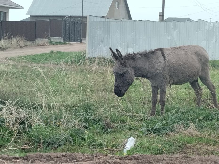 Срочно продам Осла