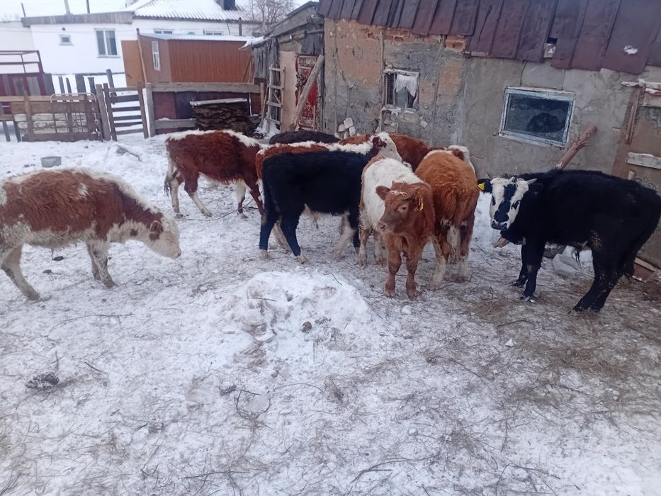 Потсос 9 бұқа сатылады