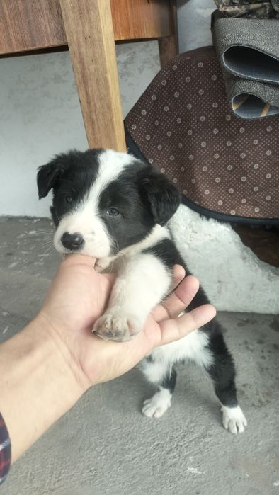 Щенок бордер- колли