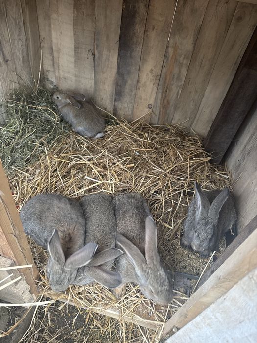 Vand iepurasi urias german 2 luni nunatate 2,5 kg