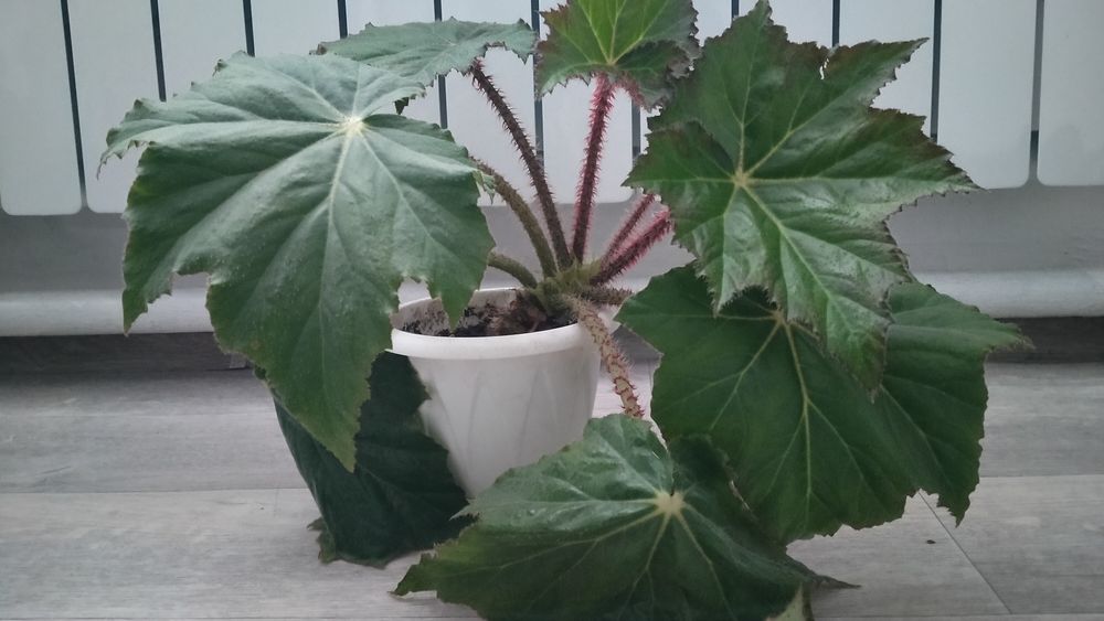 Продам комнатные цветы