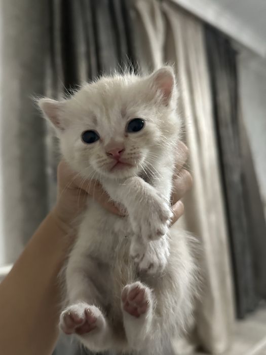 Котенок-Вислоухи Шатландский