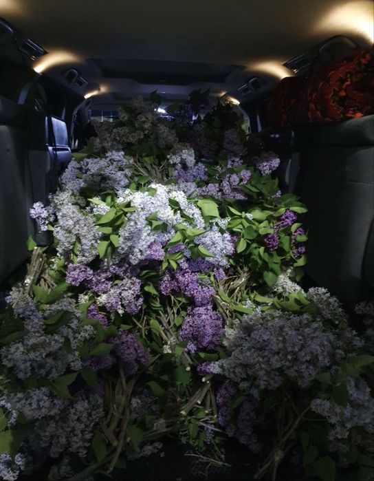 Продам Свежие Сирень оптом