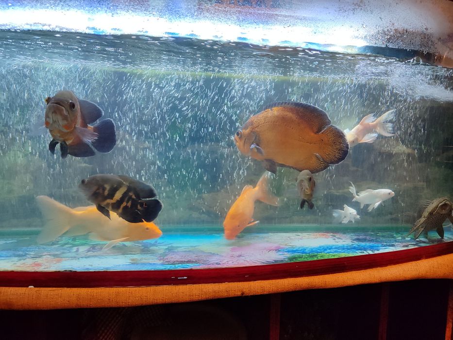 Аквариум с рыбками