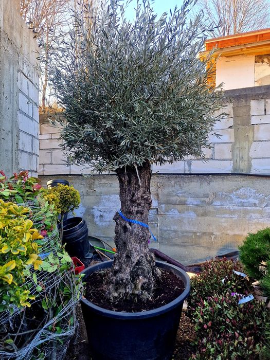 Maslini, palmieri, leandrii, magnolia grandiflora, plante ornamentale