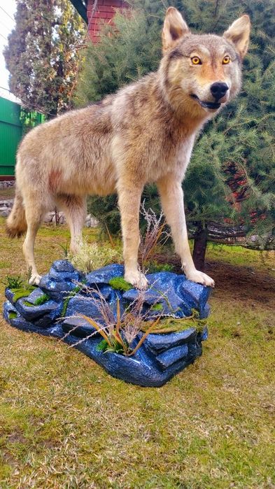 Продам имитацию волка муляж