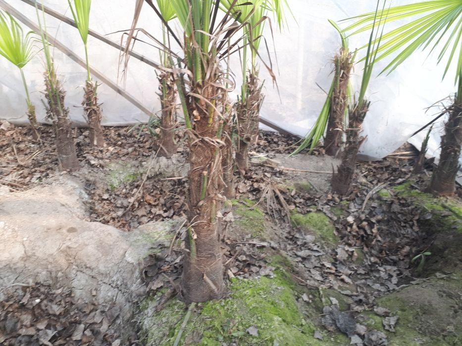 Palma gullar andijon