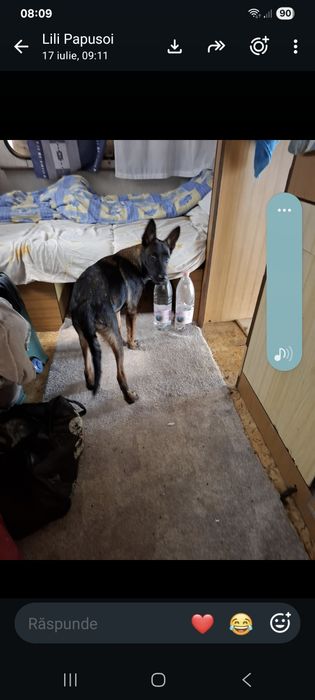 Donez câine ciobănesc belgian circa un an si jumătate