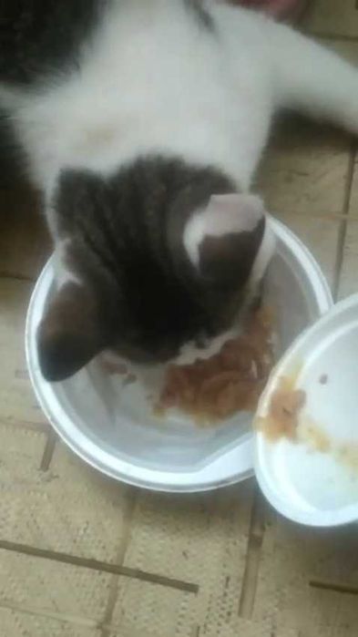 Котику нужен дом! Срочно!