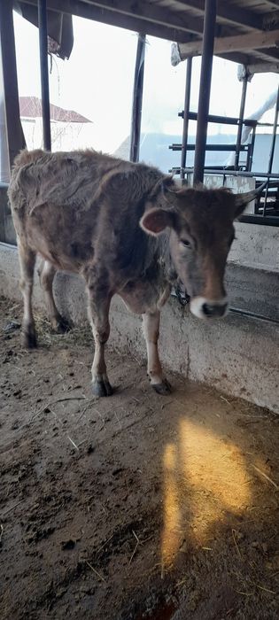 Продам стельных коров.