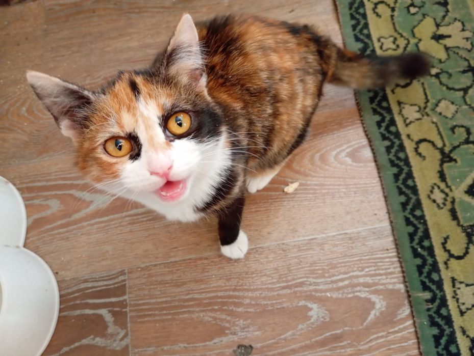 Отдам красивую кошечку