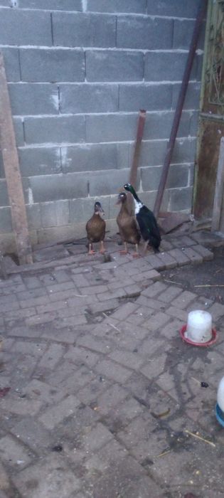 Rațe Indiene Alergătuare