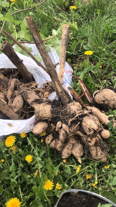 Продам цветы Георгины помидоры