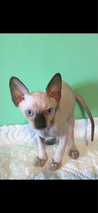 Pisici sphynx cea mai placuta alegere