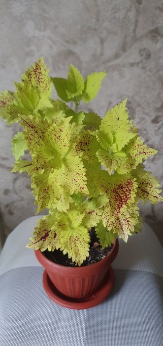 Колеусы Аvatar,Hana,Perila и др.