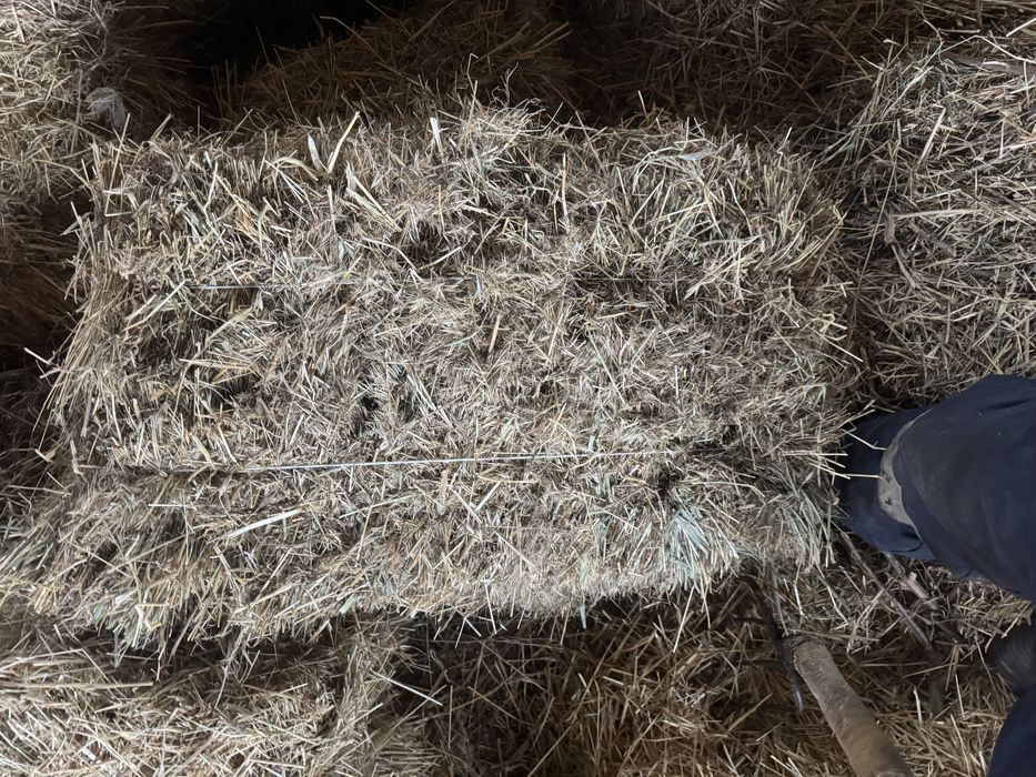 Биринши орак шоп бар