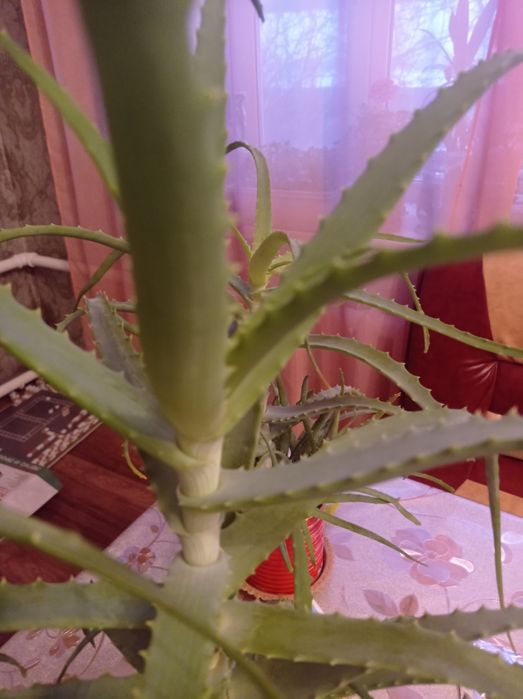 Продается алое больше 3 лет