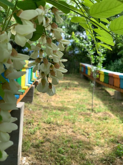 Пчелни майки от селективни семейства