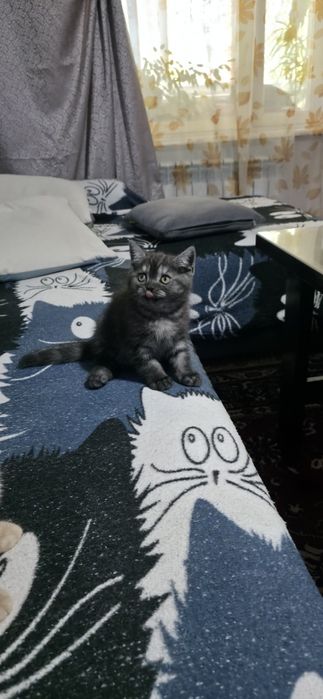 Британские котята,  клубные,  готовы  резерву!