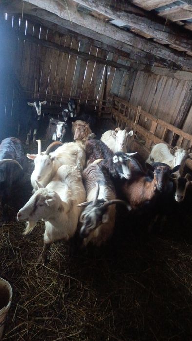 Vând/schimb cu oi 22 de capre