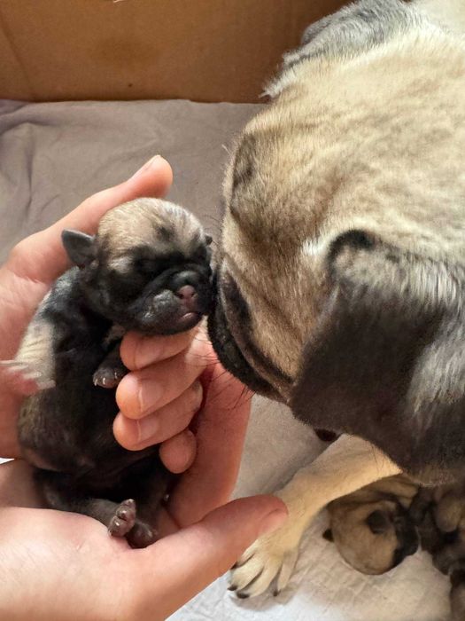 малыши мопса на брони