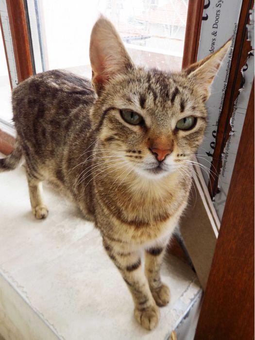 Подаряваме гальовни, умни, котета с хигиенни навици,знаещи имената си