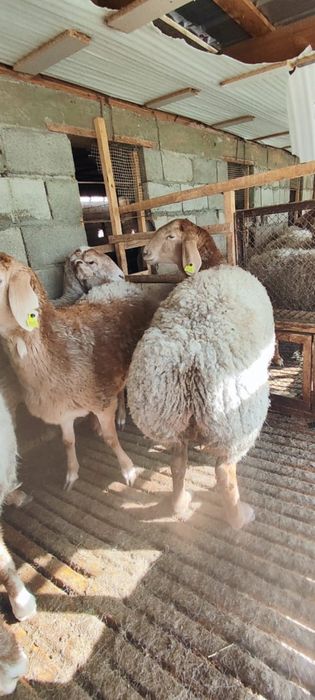 Токты Арашан пародасы