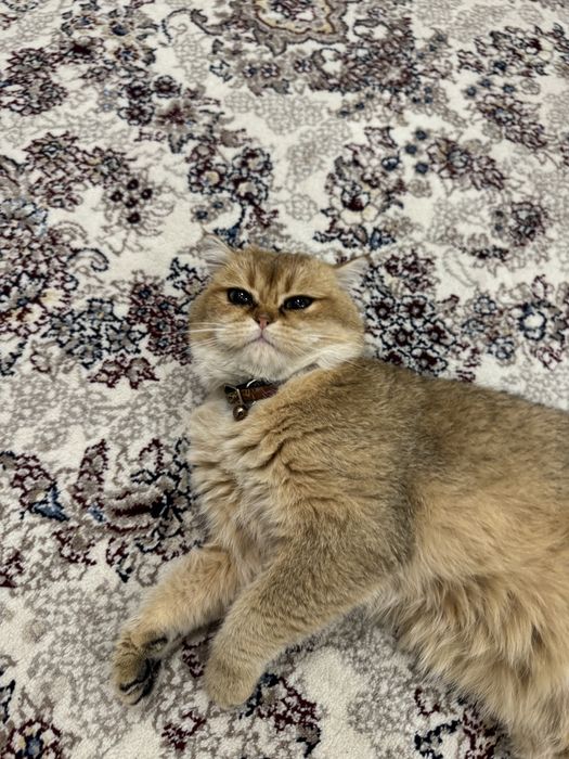 ВЯЗКА залотистая шиншилла кот ! Приглошает кошек на свиданю . Vyazkaga