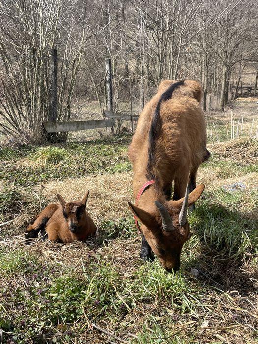 Alpina franceza cu ied