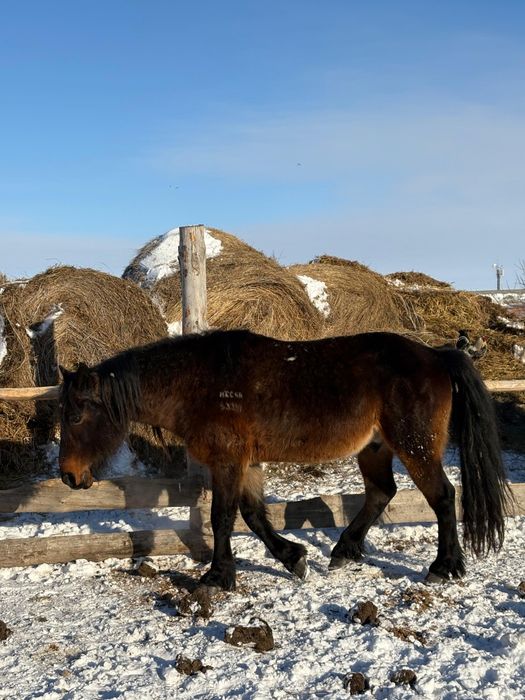 Откормнан семиз Айғыр сатылады