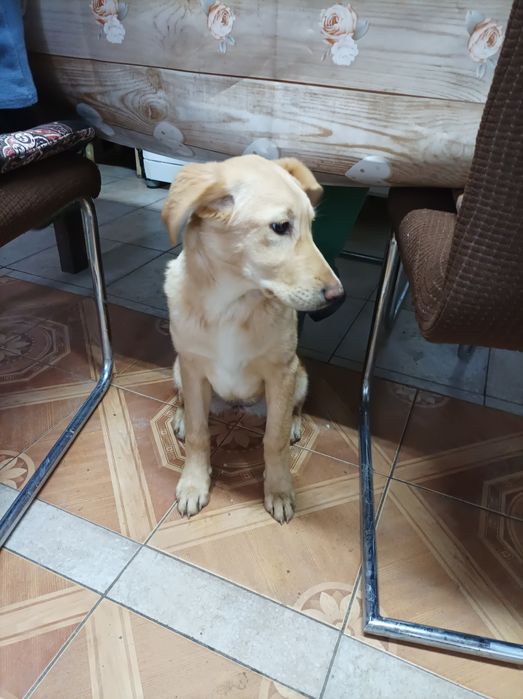 Donez catelusa de 4 luni