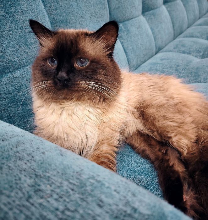 Опытный сиамский кот на вязку