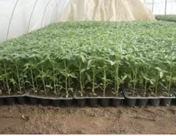 Rasaduri F1 de vanzare !