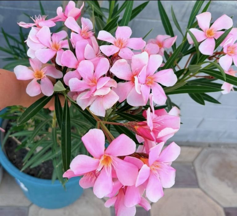 Комнатные растения