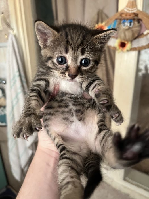 Котята девочки!.