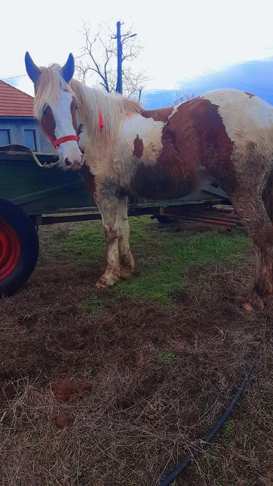 Vând sau schimb mânz de un an