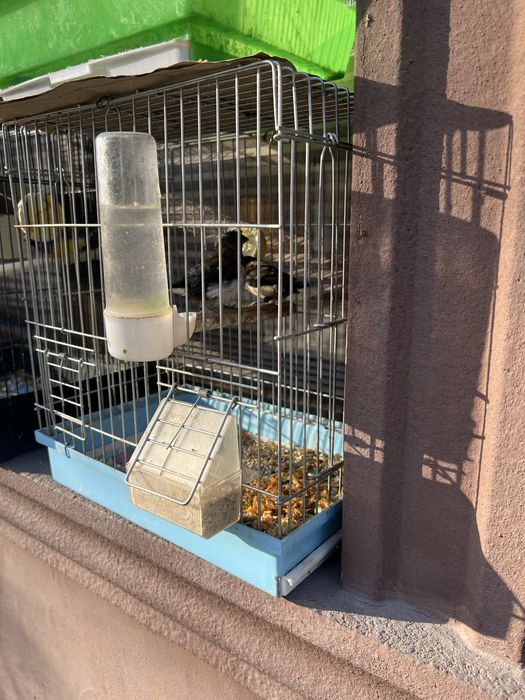 Амадинларни хар хили