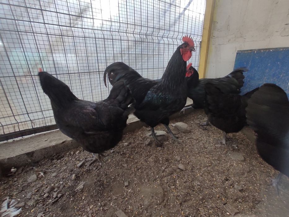 Australorp negru
