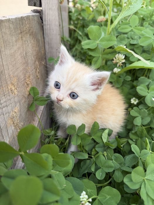 Котята Scottish Fold и Страйт