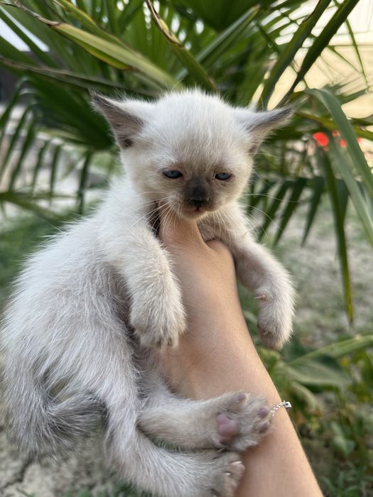 Сиамский котенок